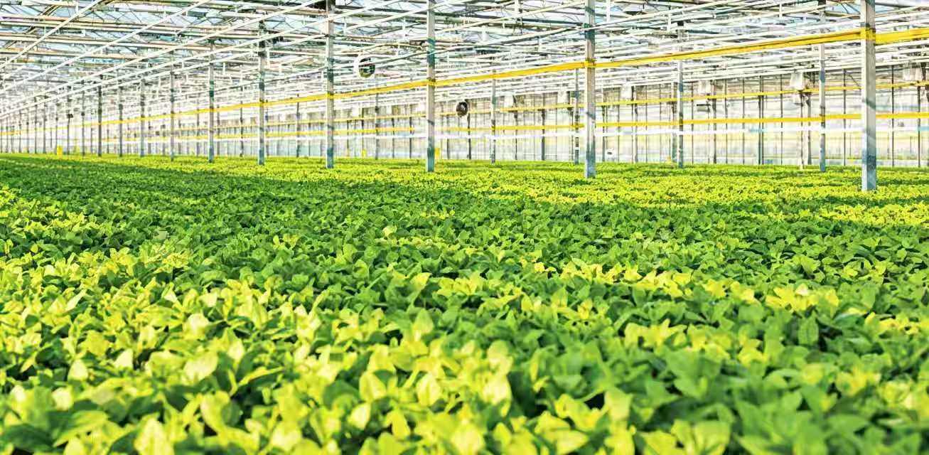Greenhouse facility